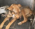 Σαλαμίνα: Κακοποίησαν τον σκύλο
